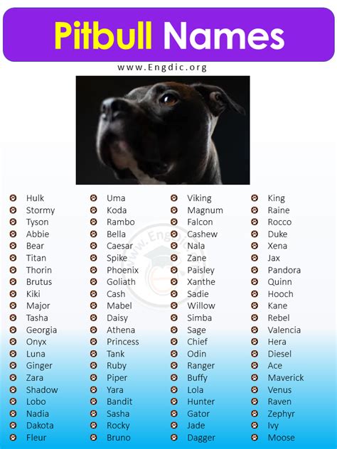 best pitbull dog names